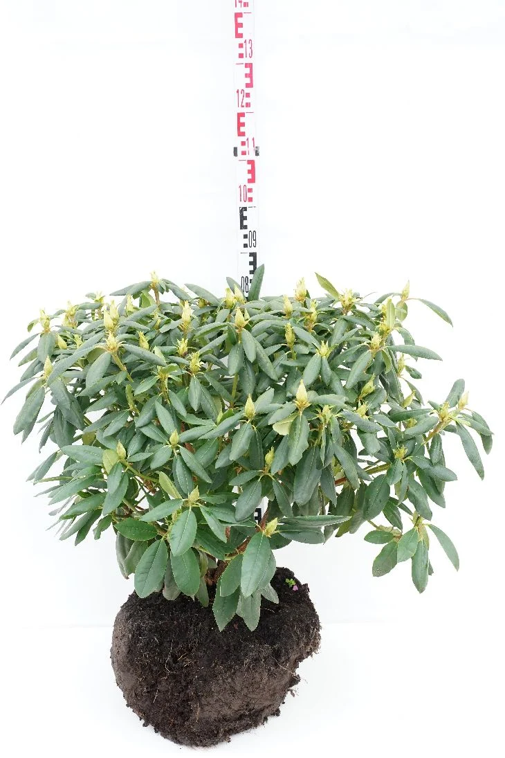 Rhododendron 'Roseum Elegans' 60-70 cm med rotklump