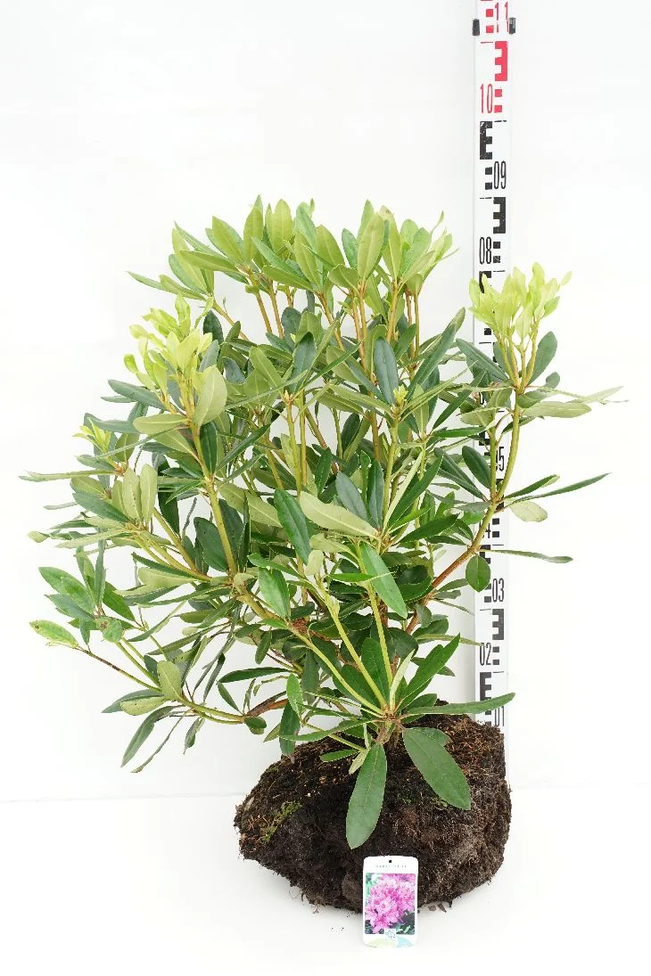 Rhododendron ponticum 60-70 cm rotklump