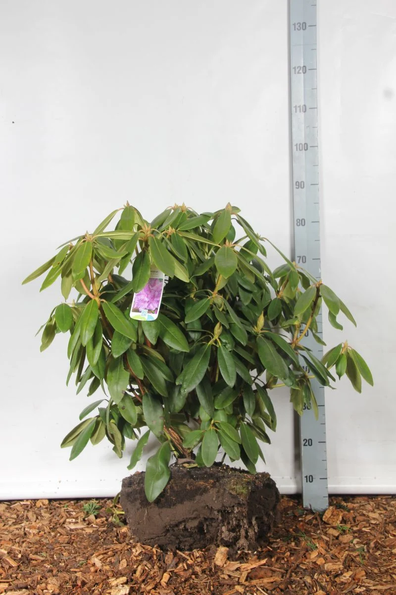Rhododendron 'Catawb. Boursault' 60-70 cm rotklump