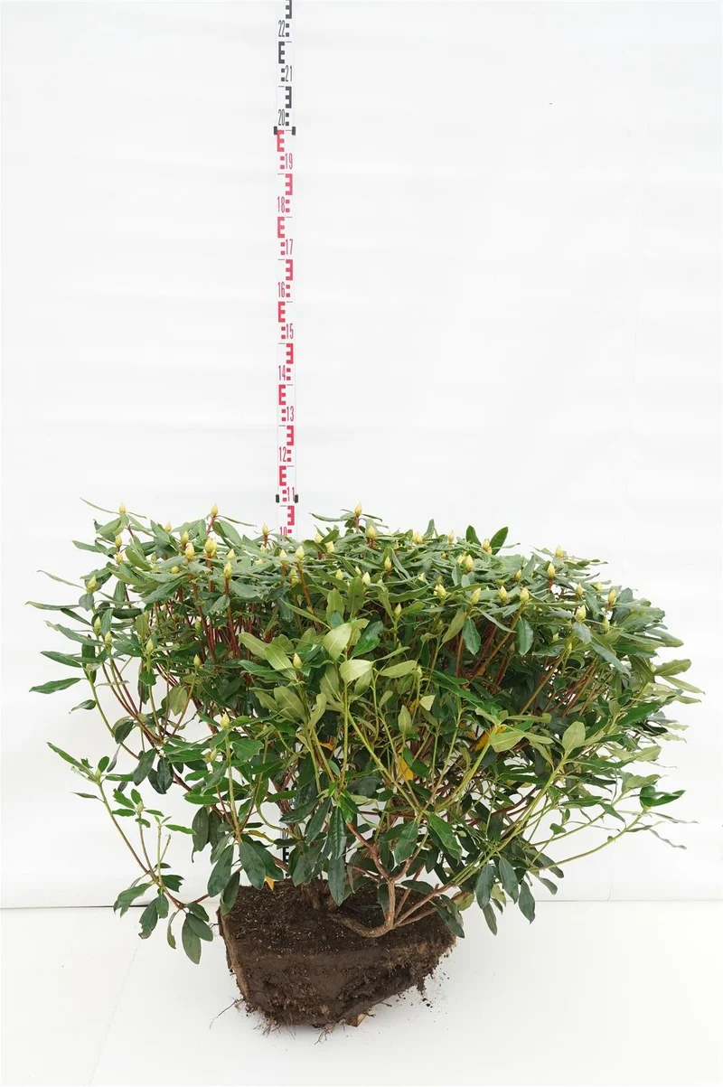 Rhododendron pont. 'Roseum' 80-90 cm rotklump