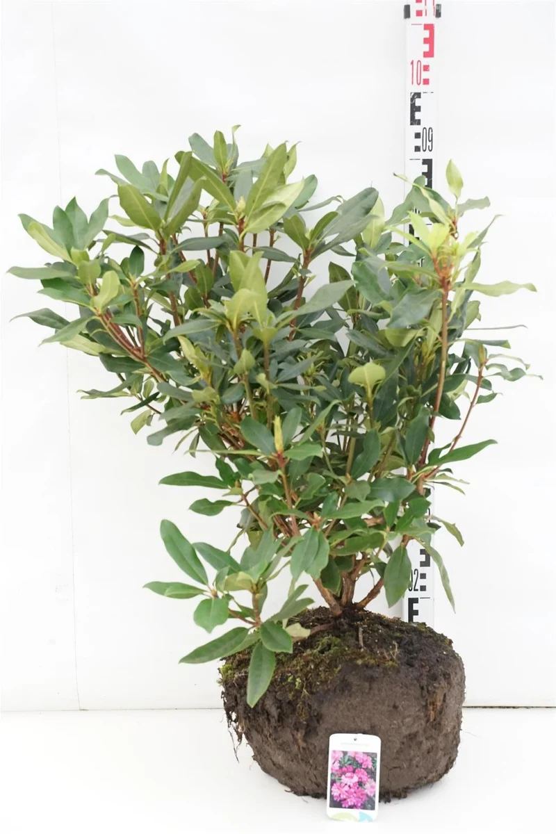 Rhododendron pont. 'Roseum' 60-70 cm rotklump