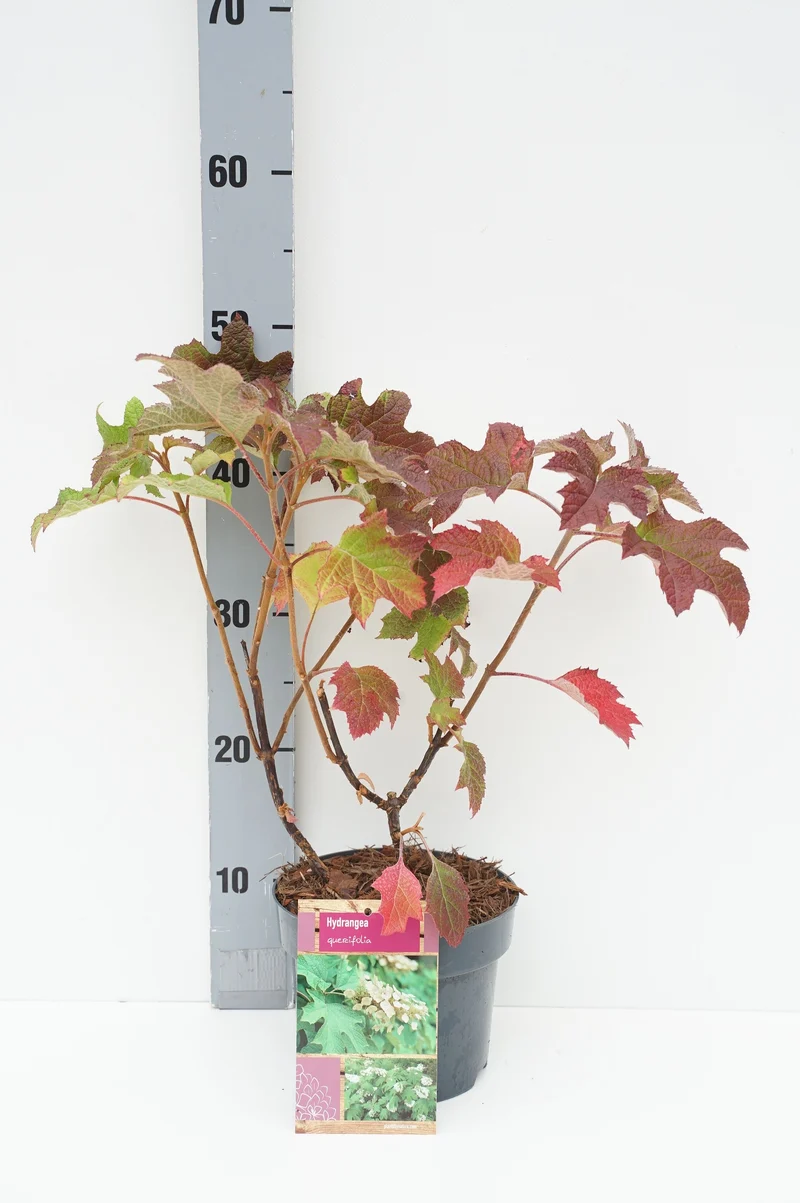 Hydrangea quercifolia C2 (2 liters kruka) 30+ cm