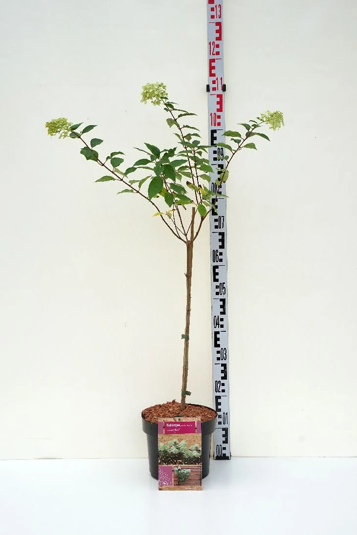 Hydrangea pan. 'Limelight' stam 50 cm C5 (5 liters kruka)