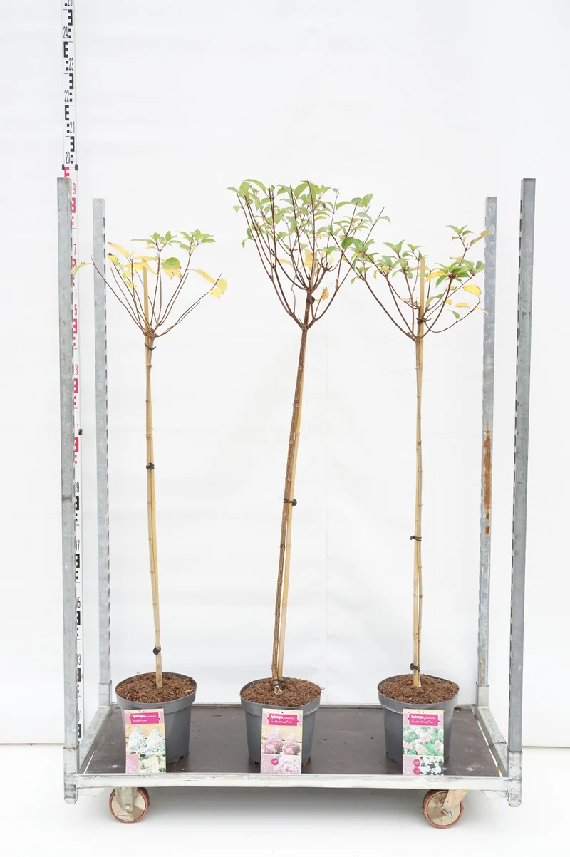 Hydrangea paniculata i sorter, 100 cm stam - C7,5 (7,5 liters kruka)