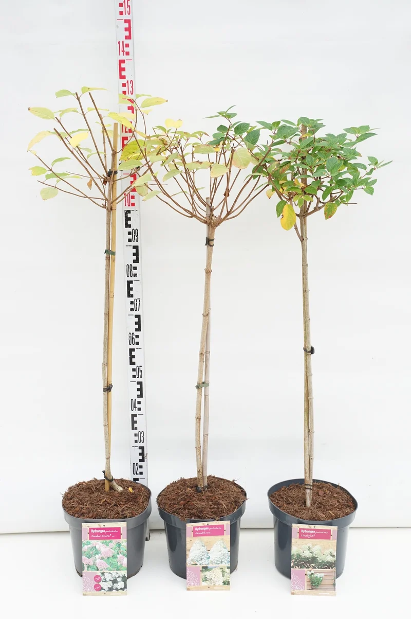 Hydrangea paniculata i sorter på stam 80 cm, C7,5 (7,5 liters kruka)