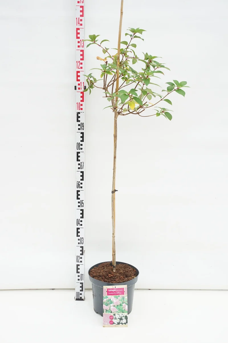 Hydrangea pan. 'Sundea Fraise' 80 cm stam, C7,5 (7,5 liters kruka)