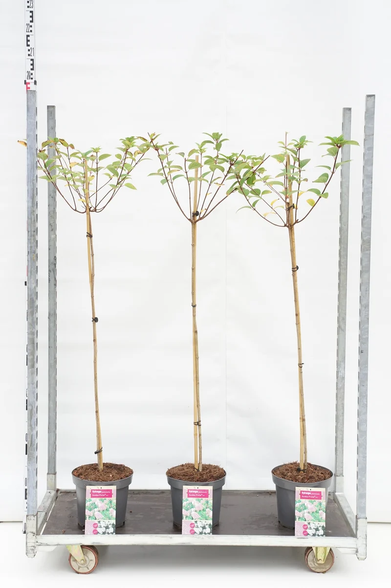 Hydrangea pan. 'Sundea Fraise' uppstammad 100 cm, C7,5 (7,5 liters kruka)