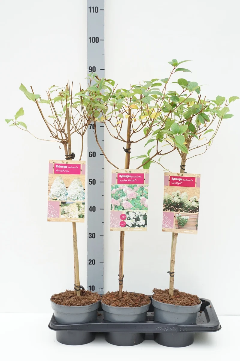 Hydrangea pan. i olika sorter, 50 cm stam, C2 (2 liters kruka) / 17 cm kruka