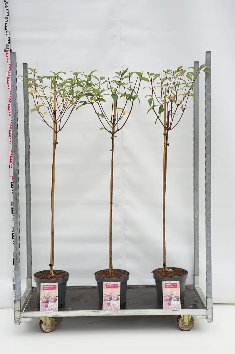 Hydrangea paniculata 'Vanille Fraise' 100 cm stam, C7,5 (7,5 liters kruka)