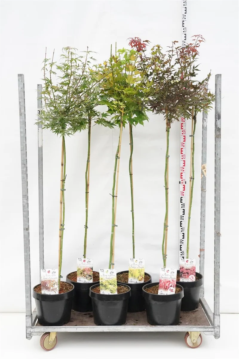 Acer palmatum i sorter - 120 cm stam, C12 (12 liters kruka)