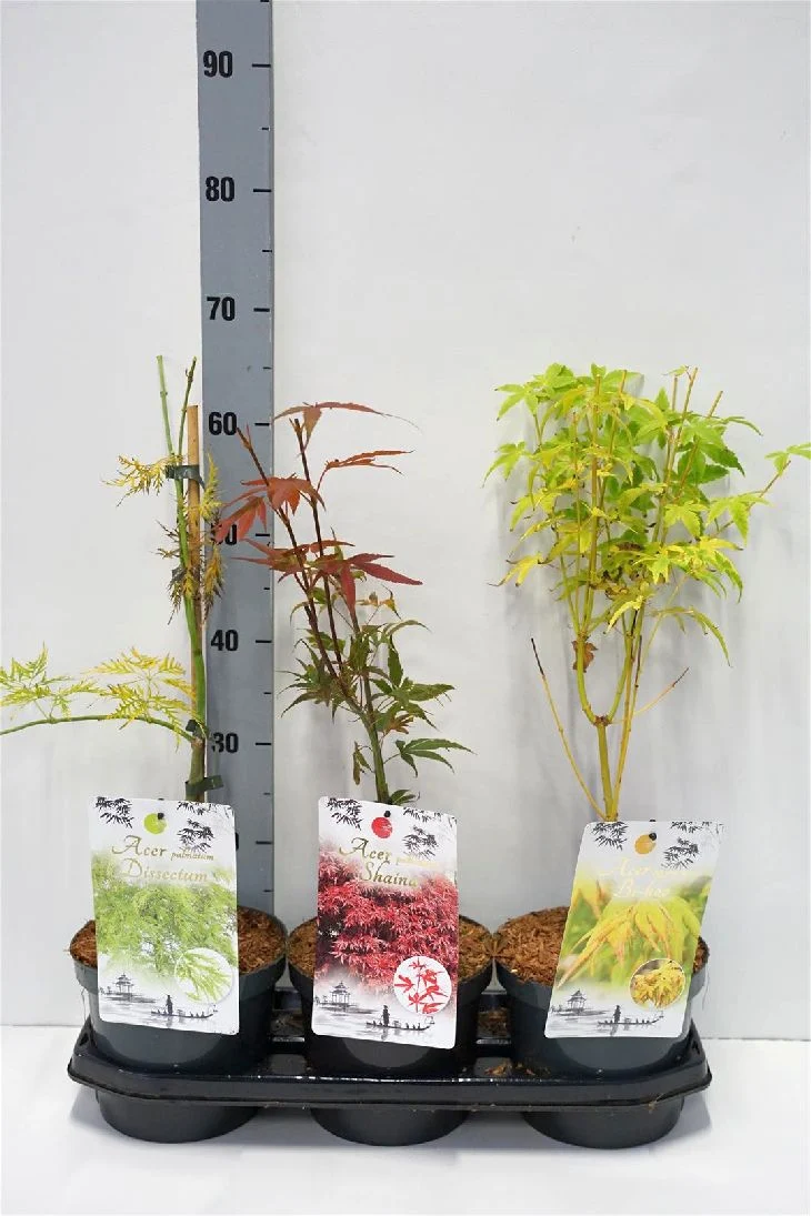 Acer palmatum i sorter 30-40 cm - C3 (3 liters kruka) / 19 cm kruka