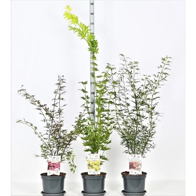 Acer palmatum i sorter C7,5 (7,5 liters kruka) 50-60 cm