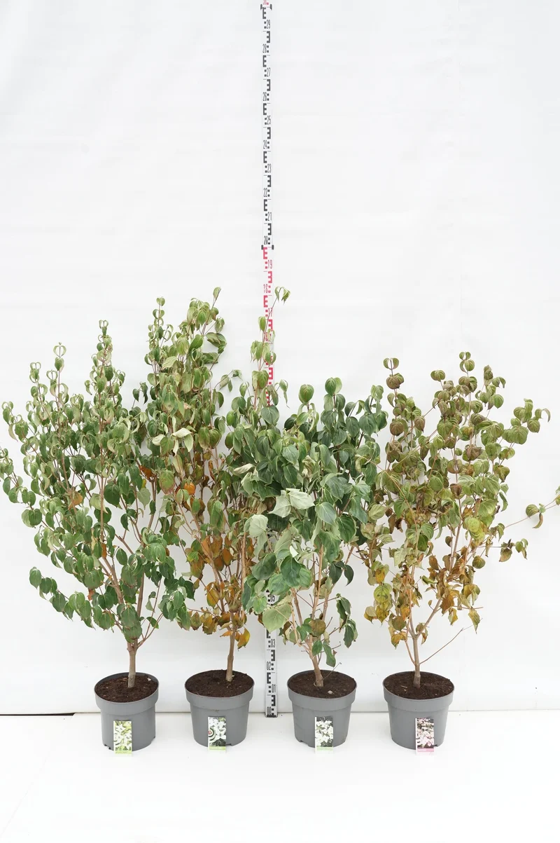 Cornus kousa i sorter C10 (10 liters kruka) 100+ cm