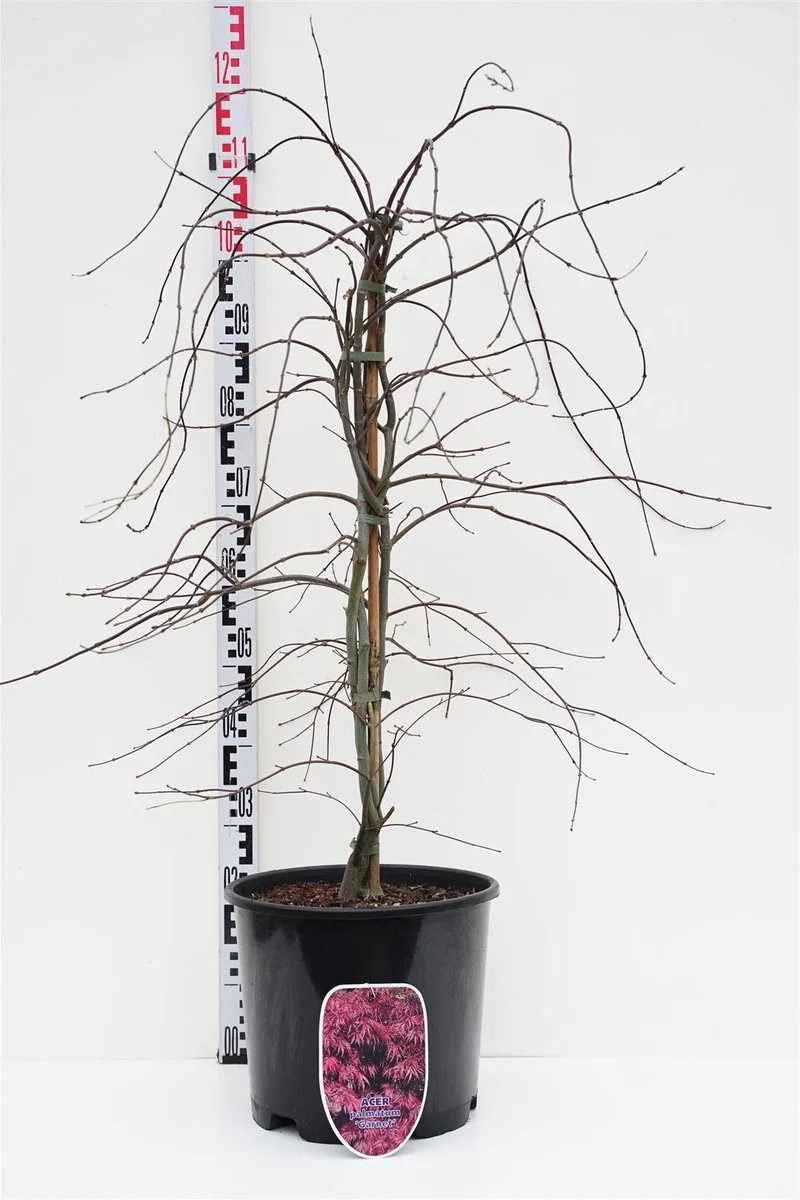 Acer palmatum 'Garnet' C15 (15 liters kruka) 80-100 cm