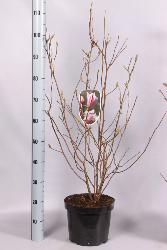 Magnolia 'George Henry Kern' C7,5 (7,5 liters kruka) 80-100 cm