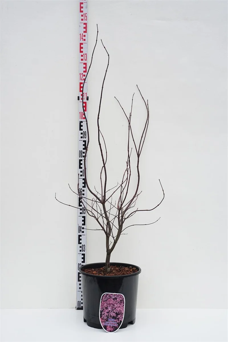Acer palmatum 'Bloodgood' C15 (15 liters kruka) 100-125 cm