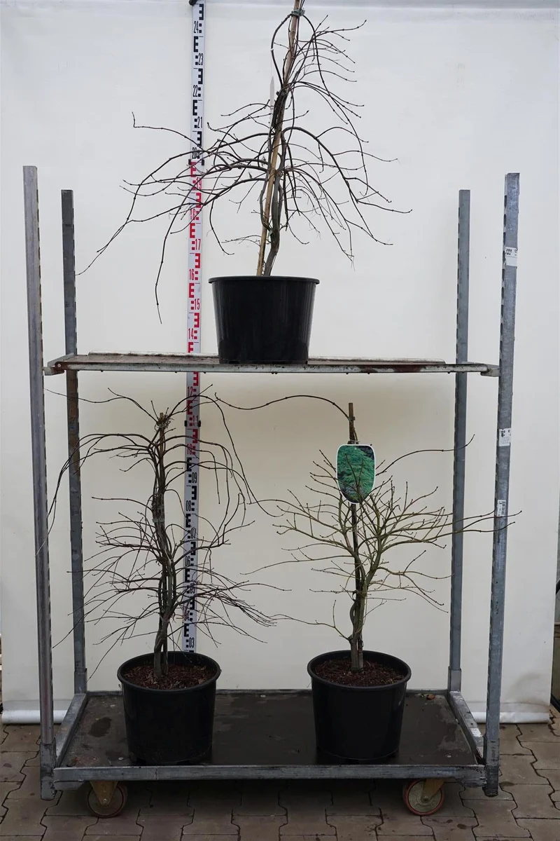 Acer palmatum i sorter C15 (15 liters kruka) 60-80 cm