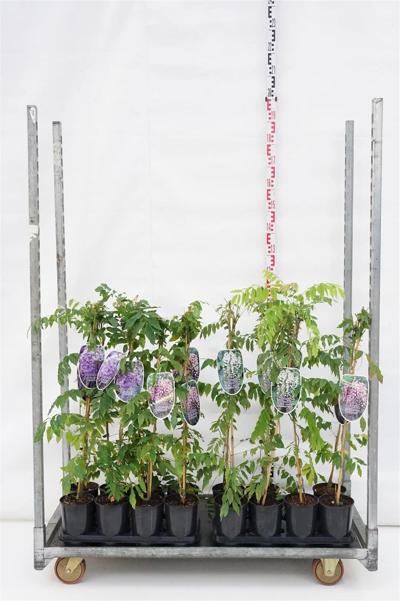Wisteria i sorter C2 (2 liters kruka) / 17 cm kruka 80-100 cm