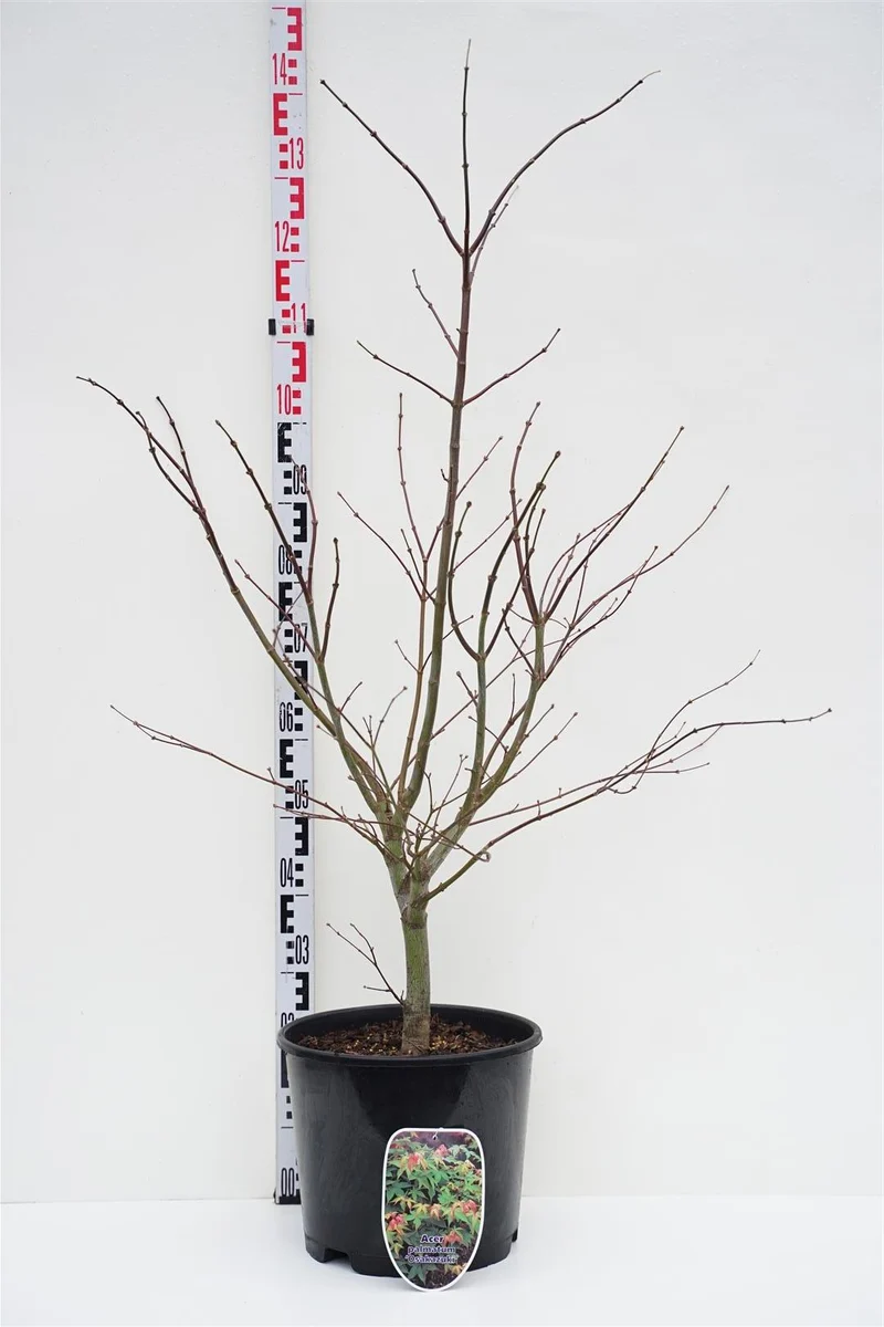Acer palmatum 'Osakazuki' C15 (15 liters kruka) 100-125 cm