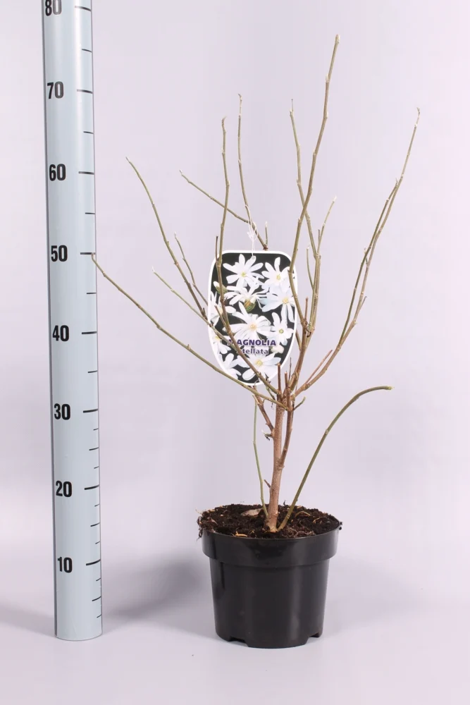 Magnolia stellata 50-60 cm, C3 (3 liters kruka) / 19 cm kruka