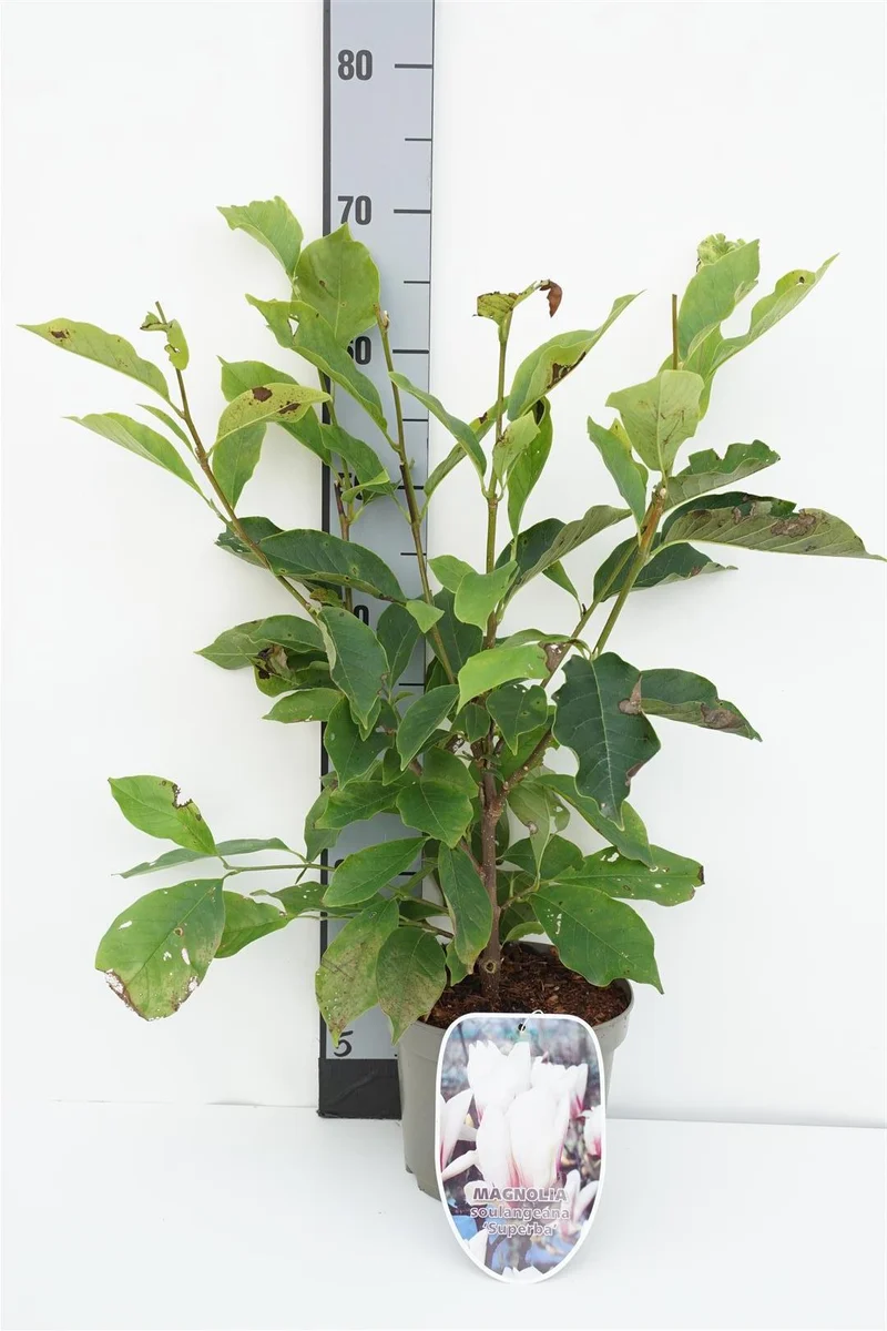 Magnolia soul. 'Superba' C3 (3 liters kruka) 50-60 cm