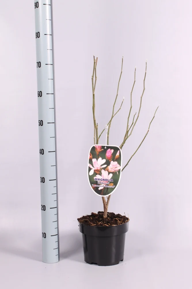 Magnolia loebneri 'Leonard Messel' C3 (3 liters kruka) / 19 cm kruka 50-60 cm