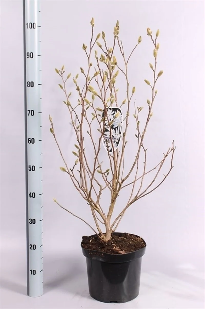 Magnolia stellata C7,5 (7,5 liters kruka) 80-100 cm