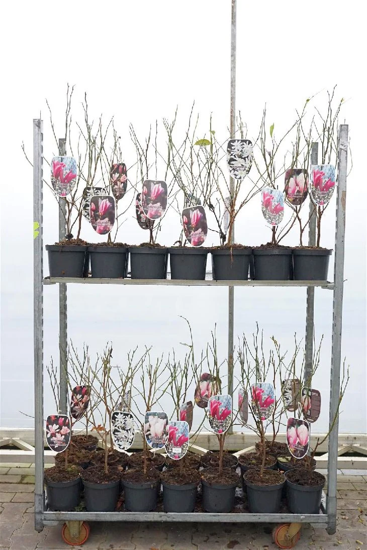 Magnolia i sorter C3 (3 liters kruka) / 19 cm kruka 50-60 cm