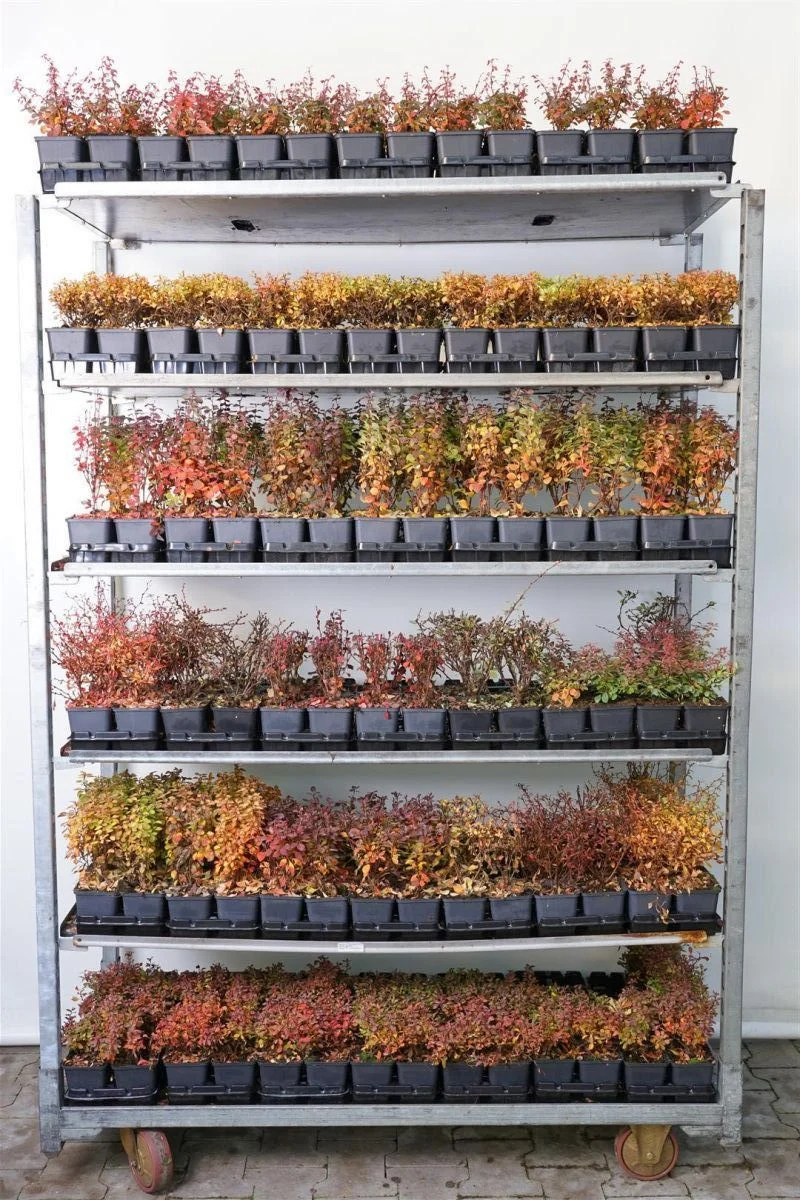 Berberis i sorter 9 cm kruka (unga plantor)
