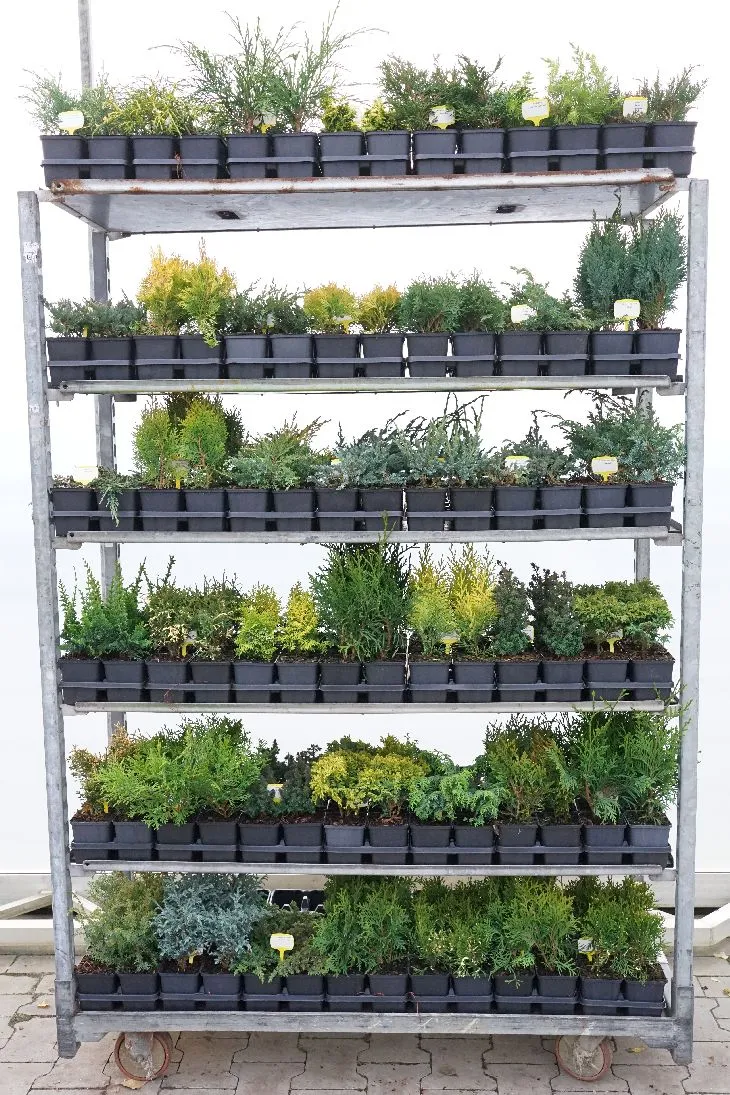 Barrväxter i olika sorter – Ungplantor i 9 cm kruka