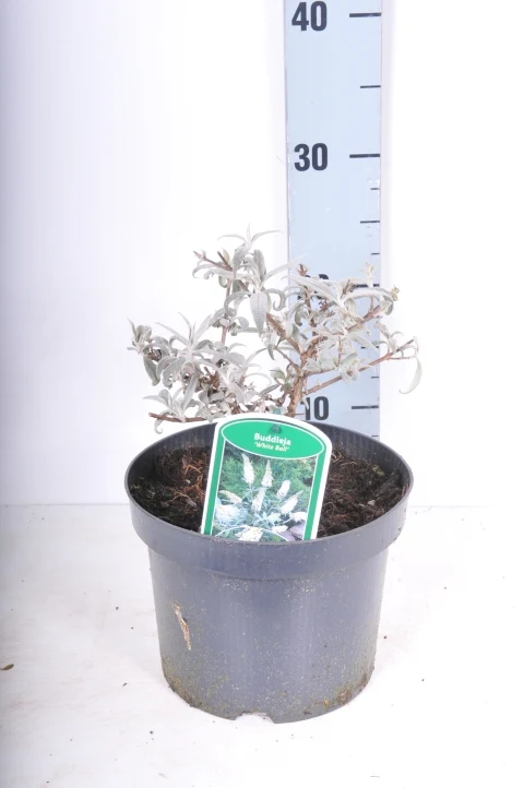Buddleja d. 'White Ball' C3 (3 liters kruka) 25-30 cm