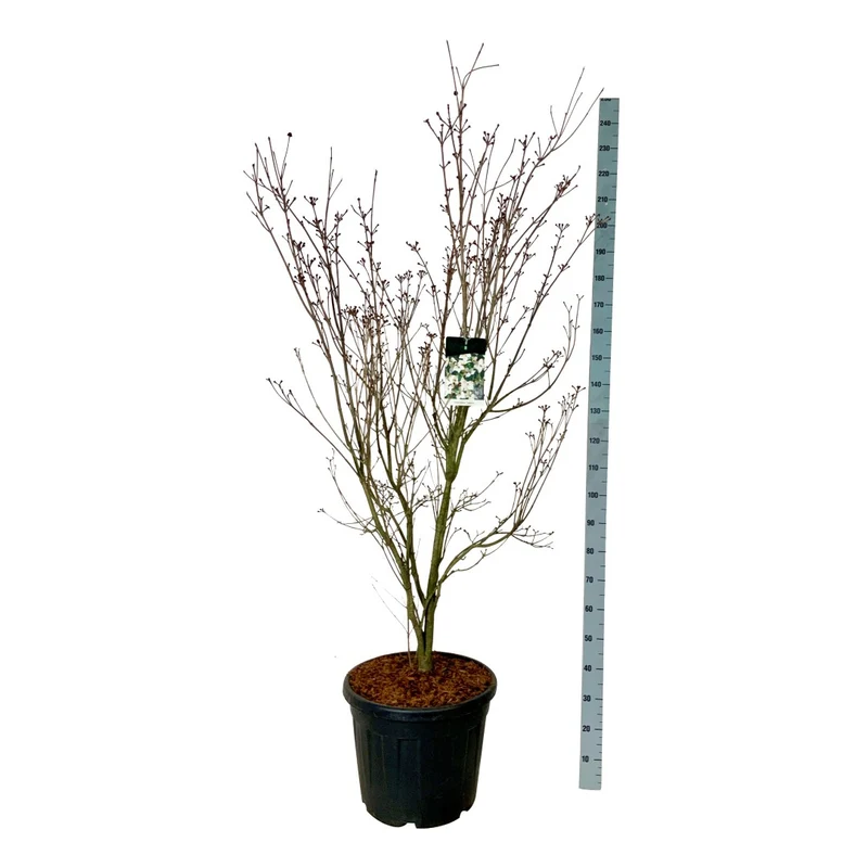 Cornus kousa 'Teutonia' C55 (55 liters kruka) 175-200 cm extra