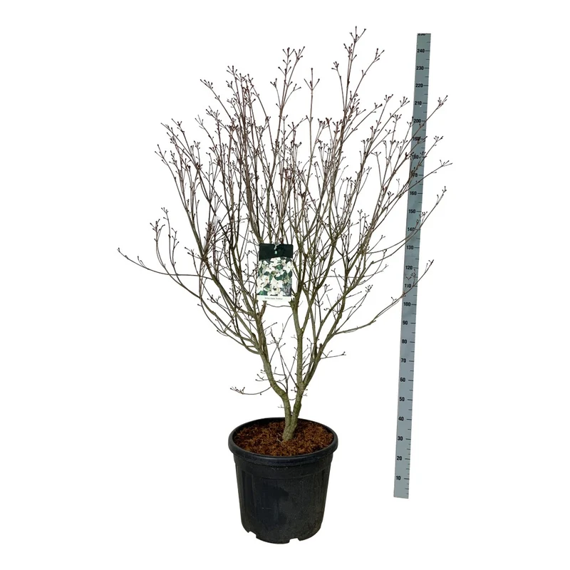 Cornus kousa 'Teutonia' C55 (55 liters kruka) 150-175 cm Extra