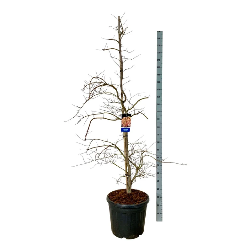 Acer 'Ice Dragon'® (Jack Frost) C55 (55 liters kruka) 200-225 cm extra