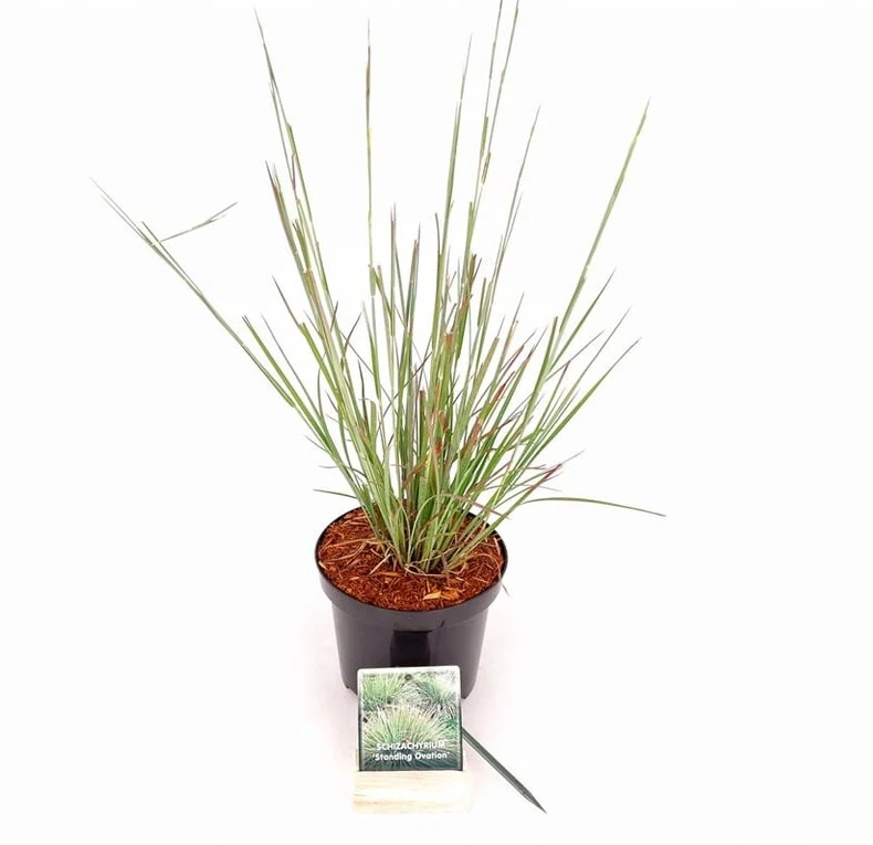 Schizachyrium s. 'Standing Ovation' C3 (3 liters kruka) 30-40 cm