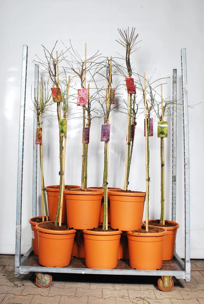 Acer palmatum i sorter 90 cm stam C18 (18 liters kruka)