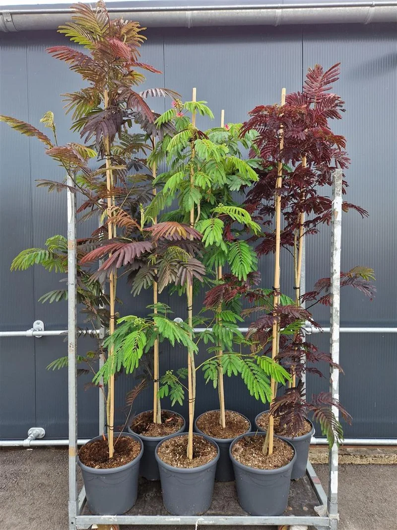 Albizia jul. in cultivars C18 (18 liters kruka) 175-200 cm