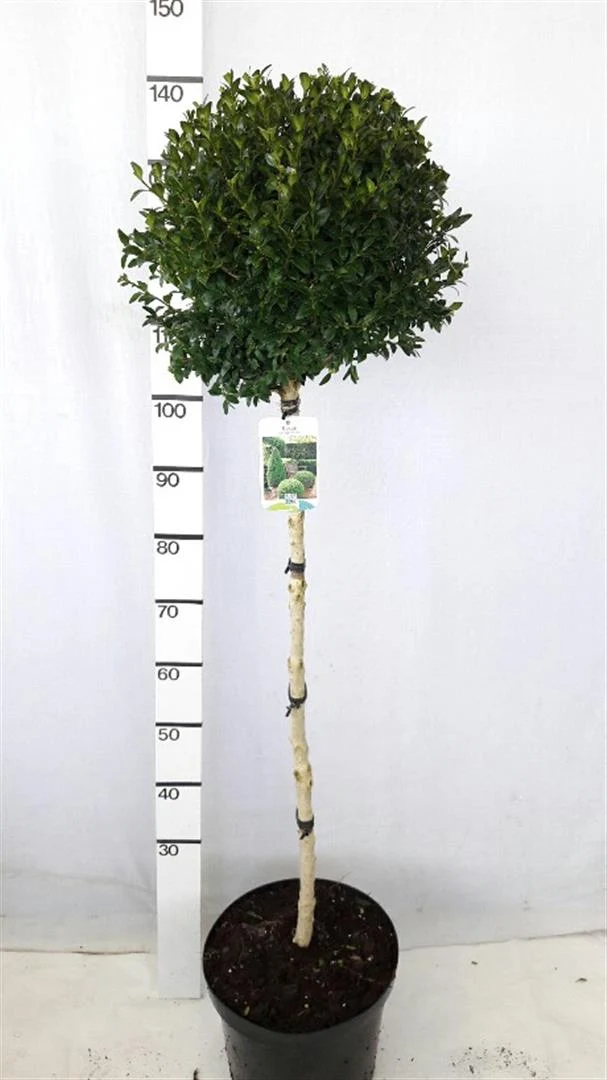 Buxus sempervirens uppstammad 90 cm C10 (10 liters kruka)
