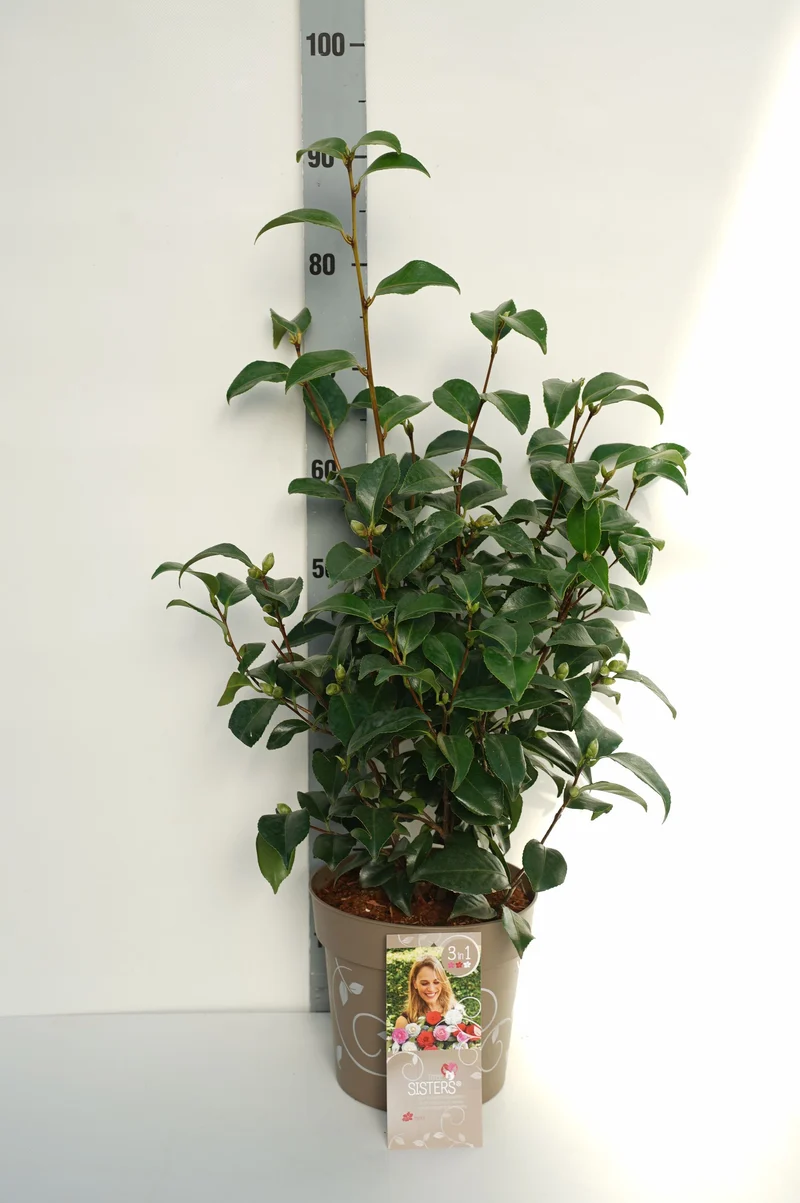 Camellia 'Three Sisters'® C7 (7 liters kruka)