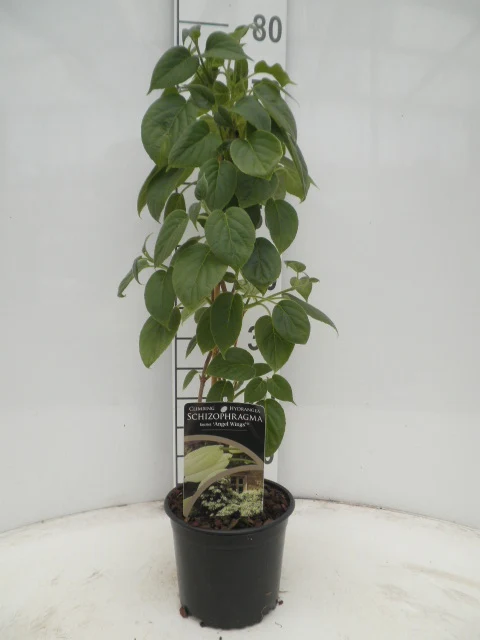 Schizophragma hyb. 'Angel Wings'® C2 (2 liters kruka) 40-50 cm