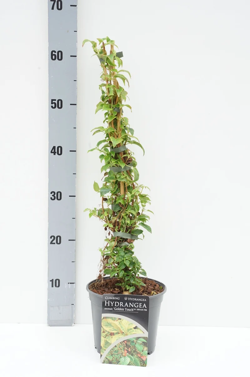 Hydrangea anomala 'Golden Touch'® C2 (2 liters kruka) 40-50 cm