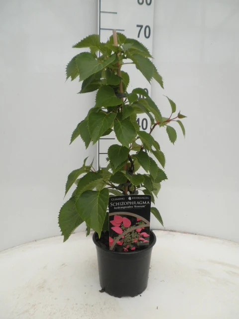 Schizophragma hyd. 'Roseum' C2 (2 liters kruka) 40-50 cm
