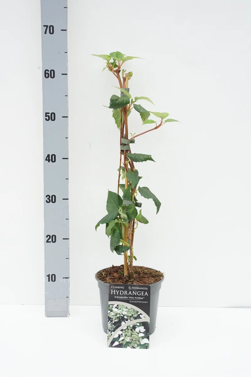Schizophragma hyd. 'White Wedding'® C2 (2 liters kruka) 40-50 cm