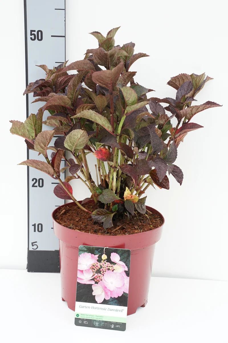 Hydrangea serr. 'Daredevil'® C5 (5 liters kruka) 30-40 cm