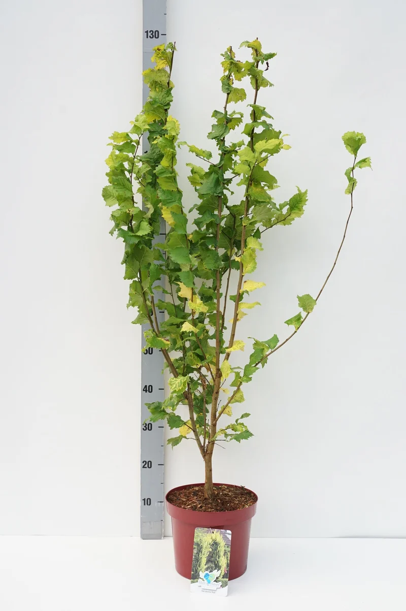 Ulmus holl. 'Wredei' C5 (5 liters kruka) 60-80 cm