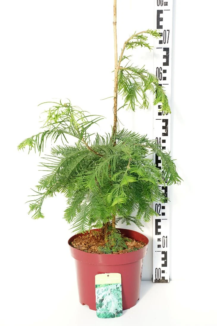 Metasequoia glypt. 'Chubby' C5 (5 liters kruka) 40-60 cm