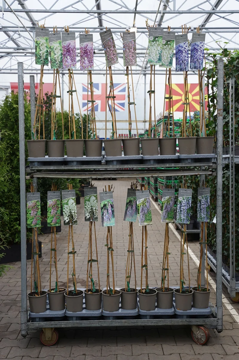 Wisteria i sorter 17 cm kruka 60-100 cm 3-käpps
