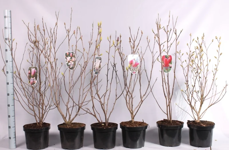Magnolia i sorter C7,5 (7,5 liters kruka) 80+ cm