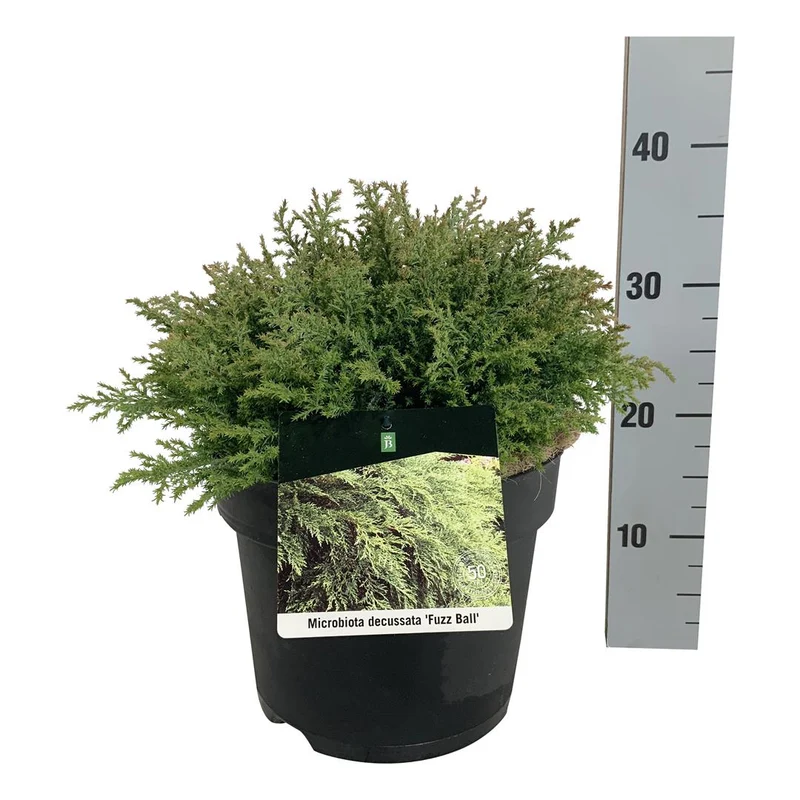 Microbiota d. 'Fuzz Ball' C7 (7 liters kruka) 30-40 cm