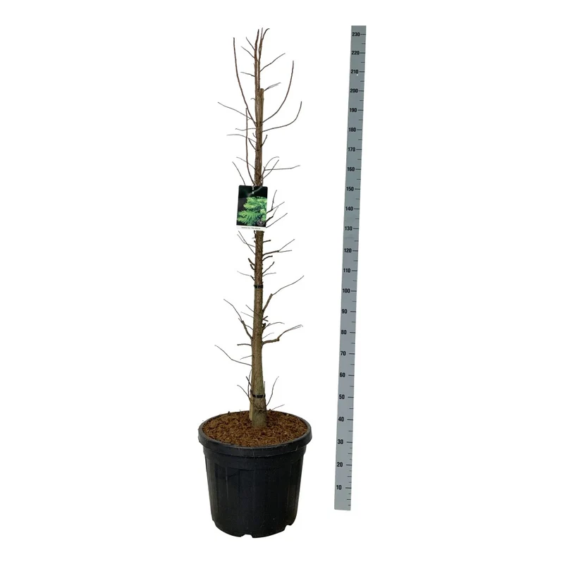 Taxodium distichum 'Peve Minaret' C55 (55 liters kruka) 150-175 cm EXTRA